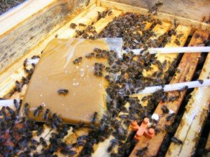 Lepényezés februárban (forrás: Fekete Jánosné)